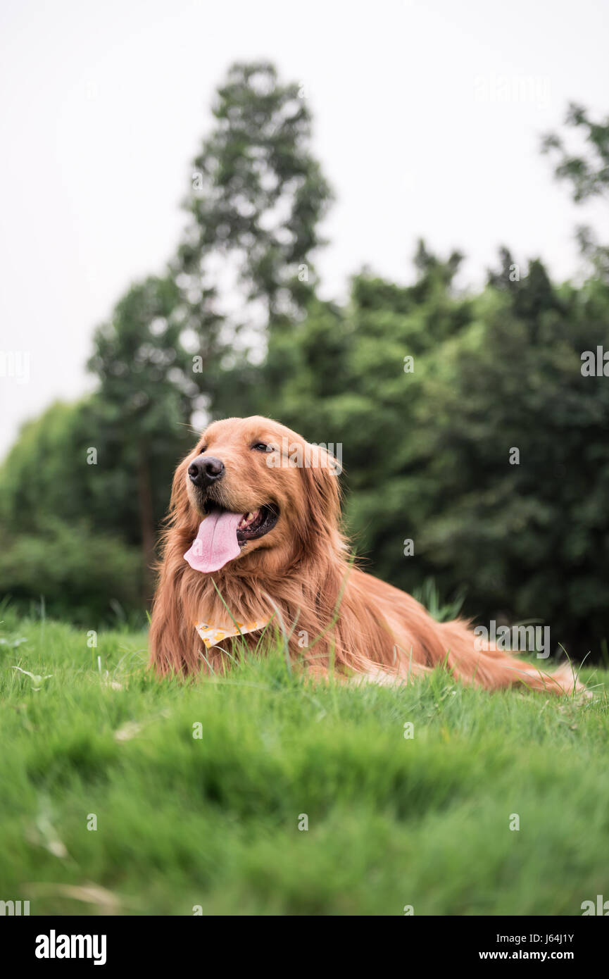 The Golden Retriever in the outdoor on the grass Stock Photo - Alamy