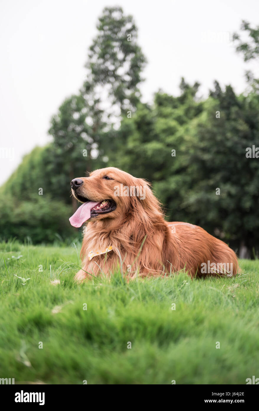 The Golden Retriever in the outdoor on the grass Stock Photo - Alamy
