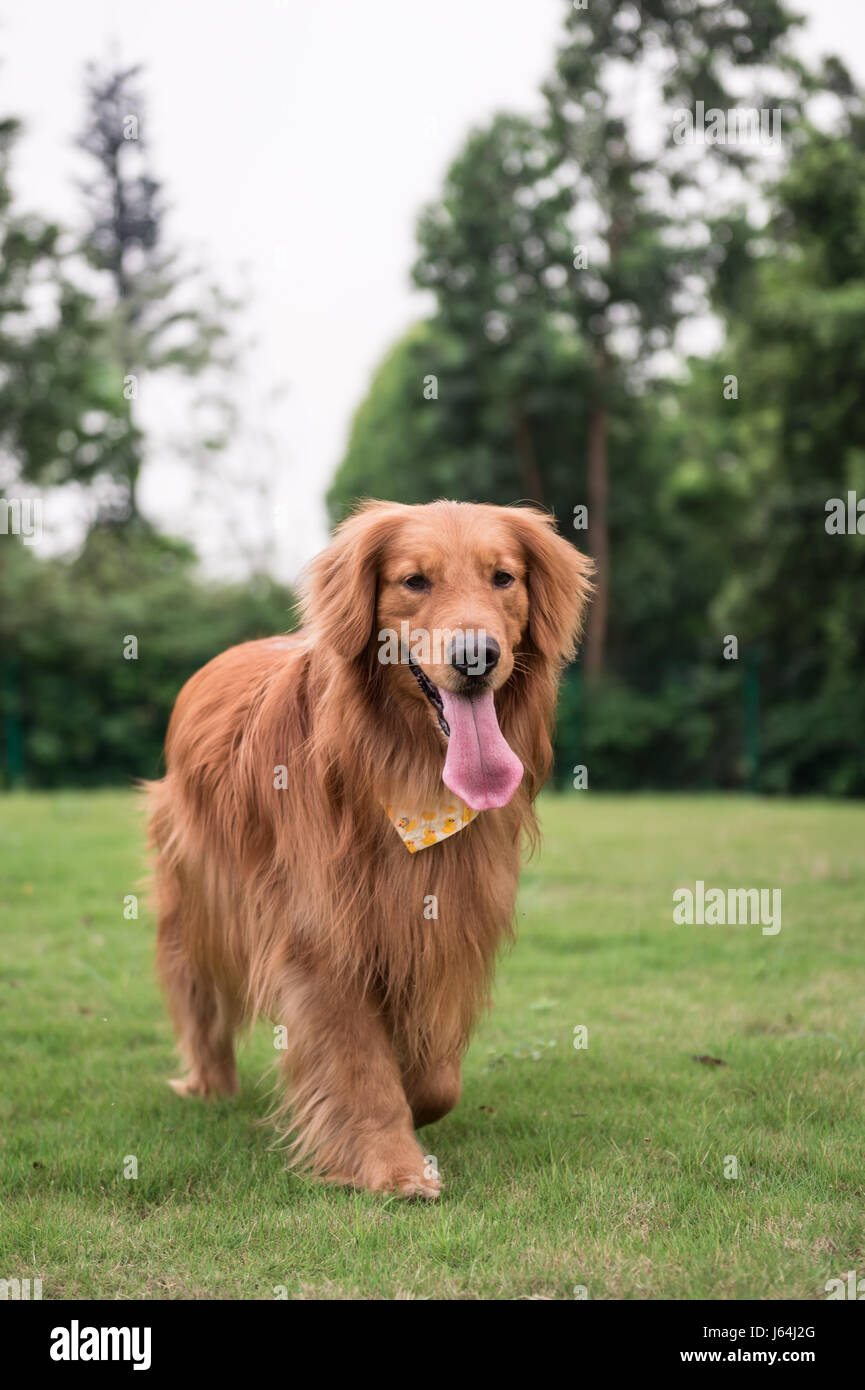 The Golden Retriever in the outdoor on the grass Stock Photo - Alamy