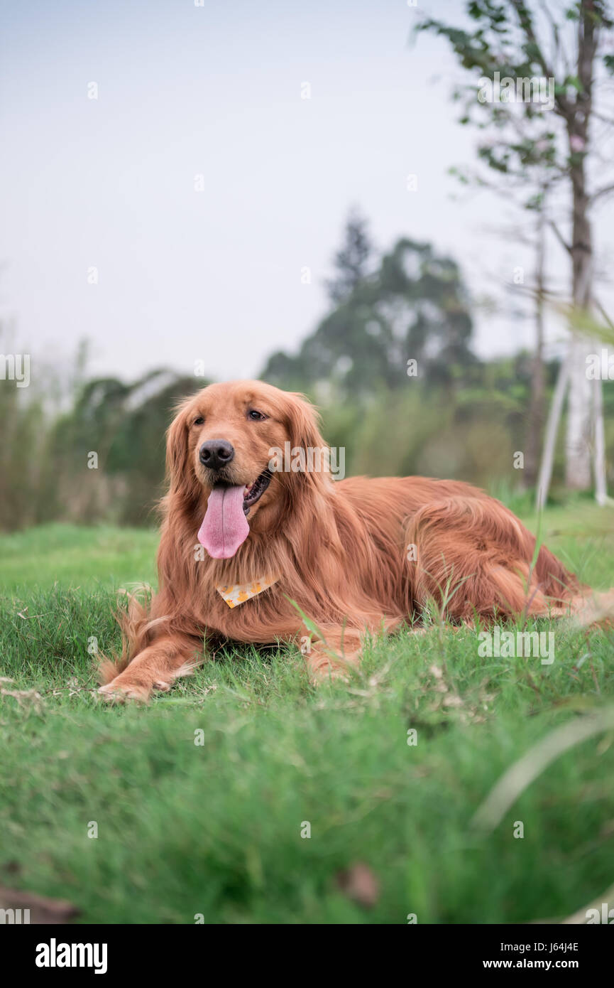 The Golden Retriever in the outdoor on the grass Stock Photo - Alamy