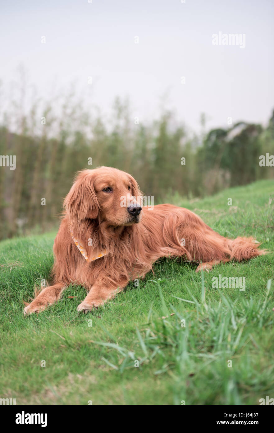 The Golden Retriever in the outdoor on the grass Stock Photo - Alamy