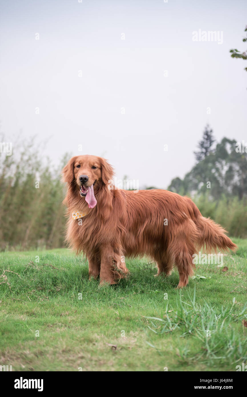The Golden Retriever in the outdoor on the grass Stock Photo - Alamy