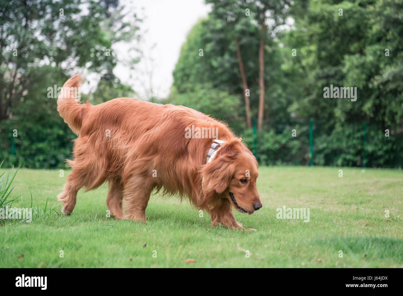 The Golden Retriever in the outdoor on the grass Stock Photo - Alamy