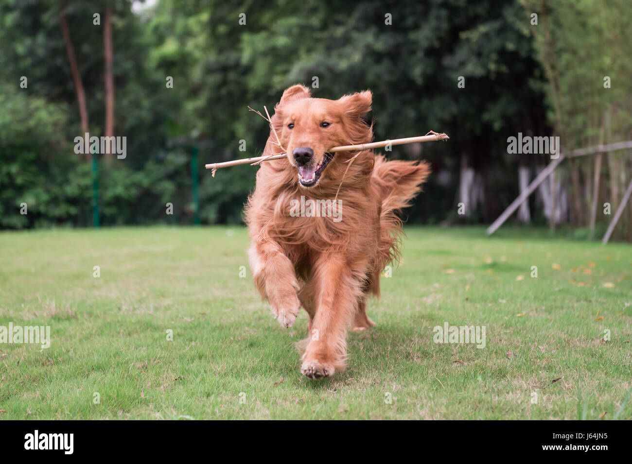 The Golden Retriever in the outdoor on the grass Stock Photo - Alamy