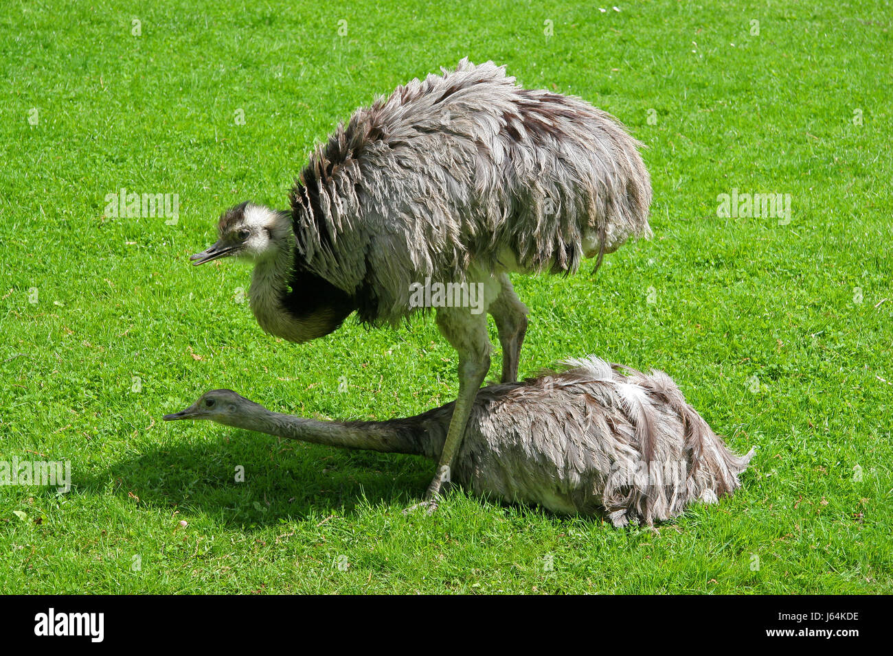 bird animals birds rise climb climbing ascend uphill tread clamber