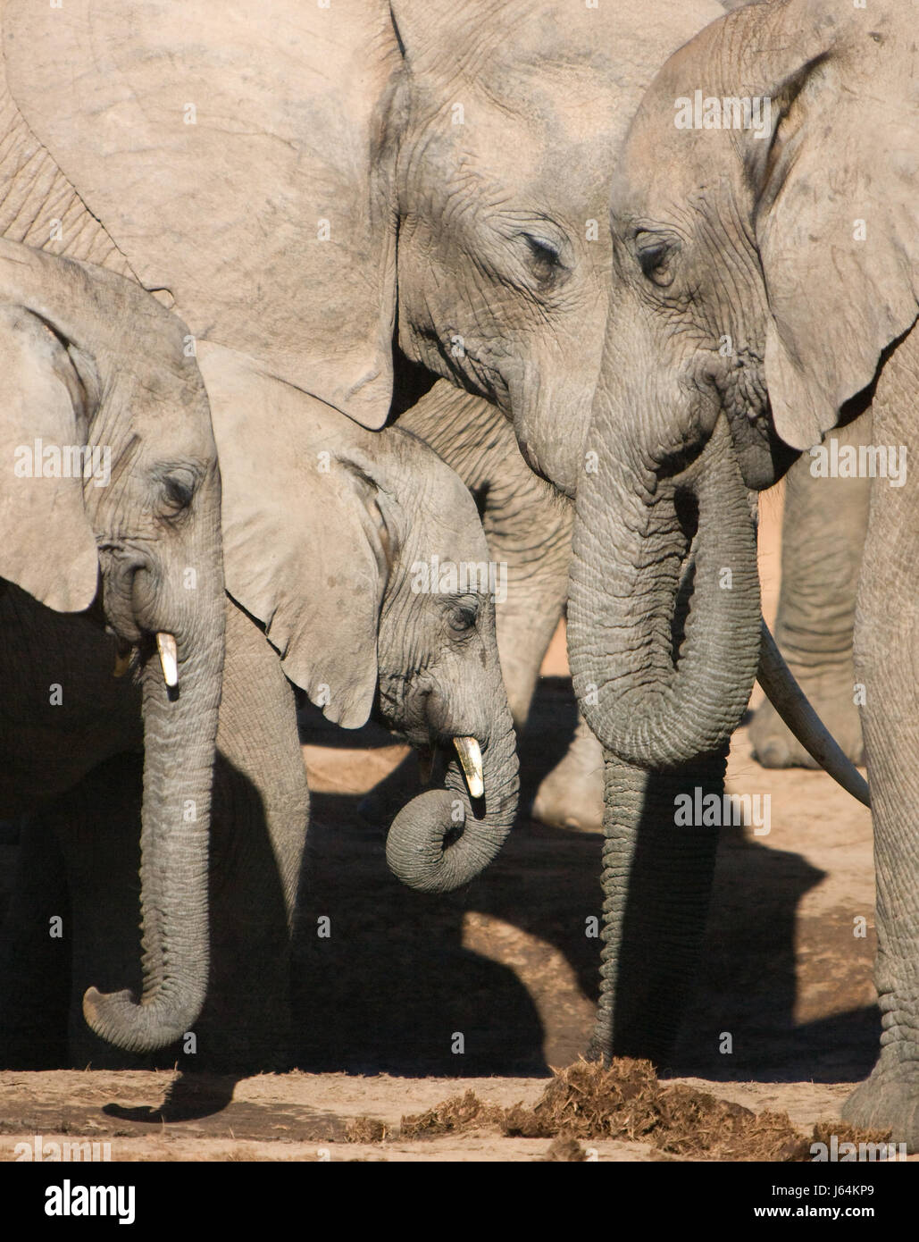 national park africa eyes elephants herd proboscis piece section segment part Stock Photo