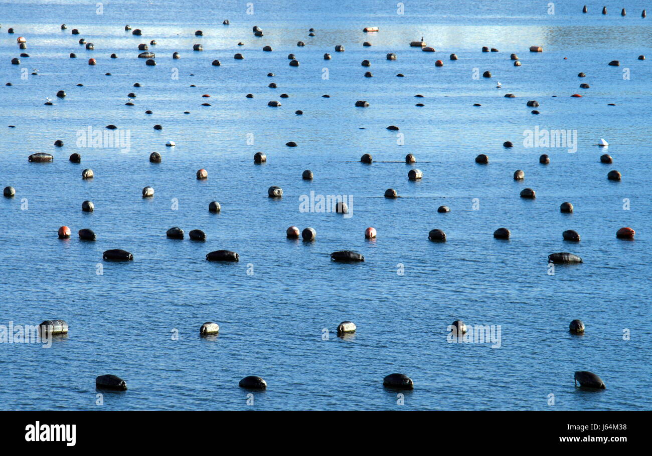 sardinia shellfish farming Stock Photo Alamy