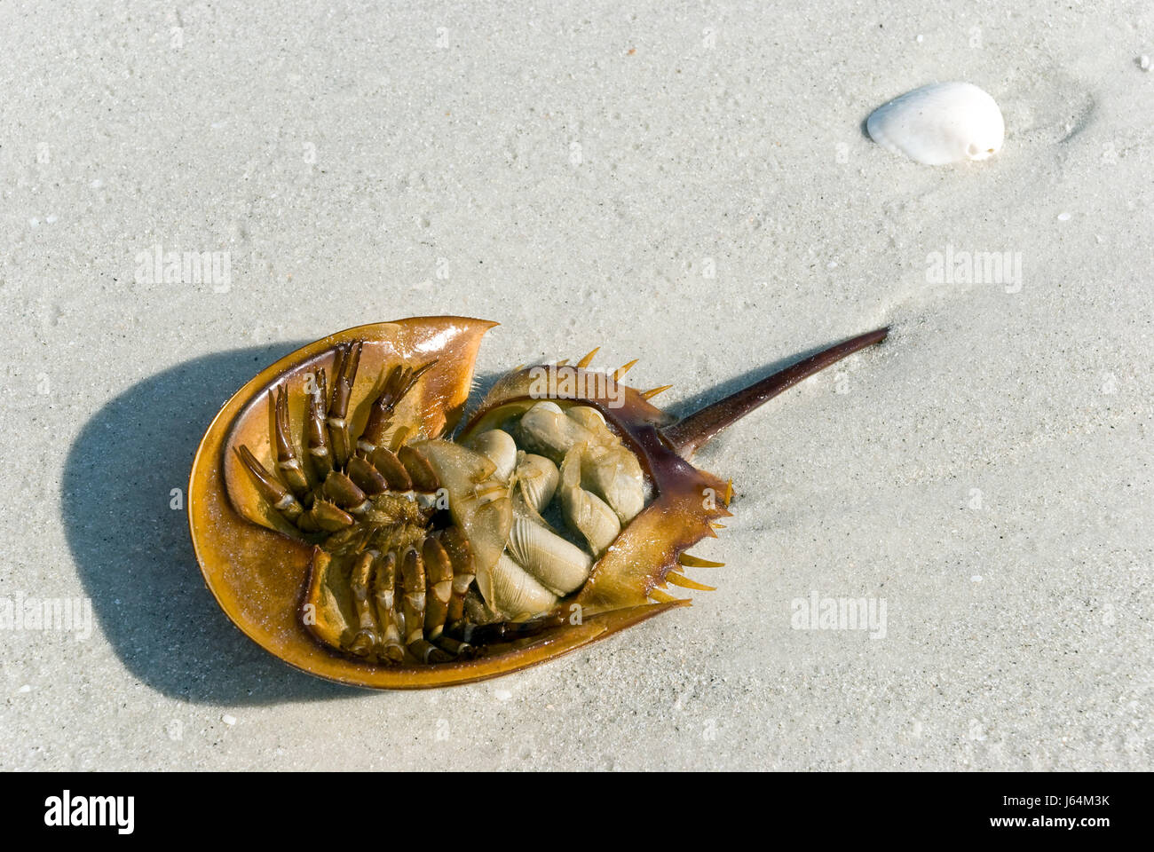 beach seaside the beach seashore coast cancer crabs beautiful beauteously nice Stock Photo