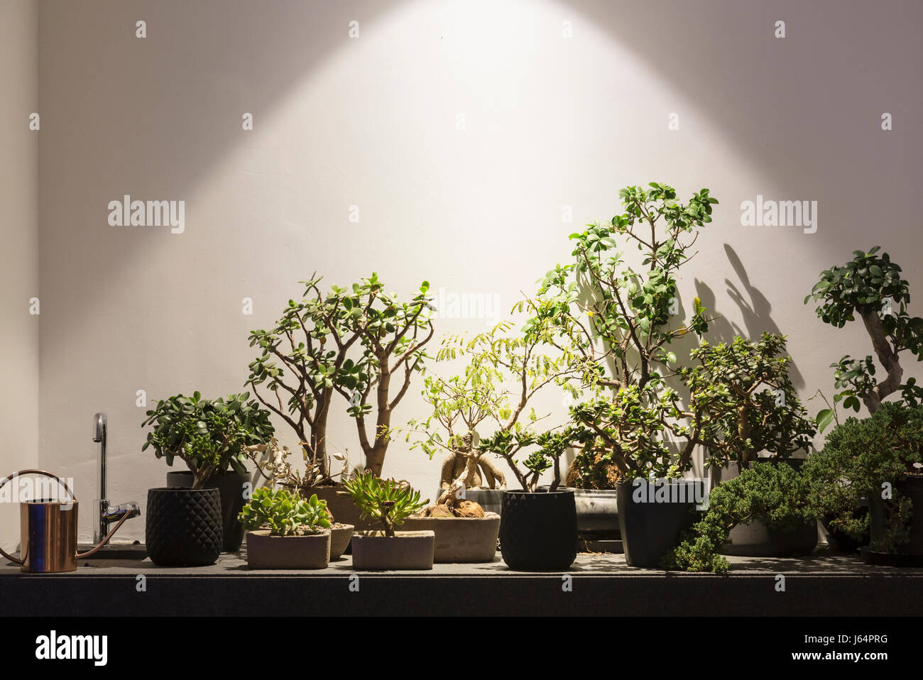 Tropical plants and bonsai trees under illumination of light Stock Photo