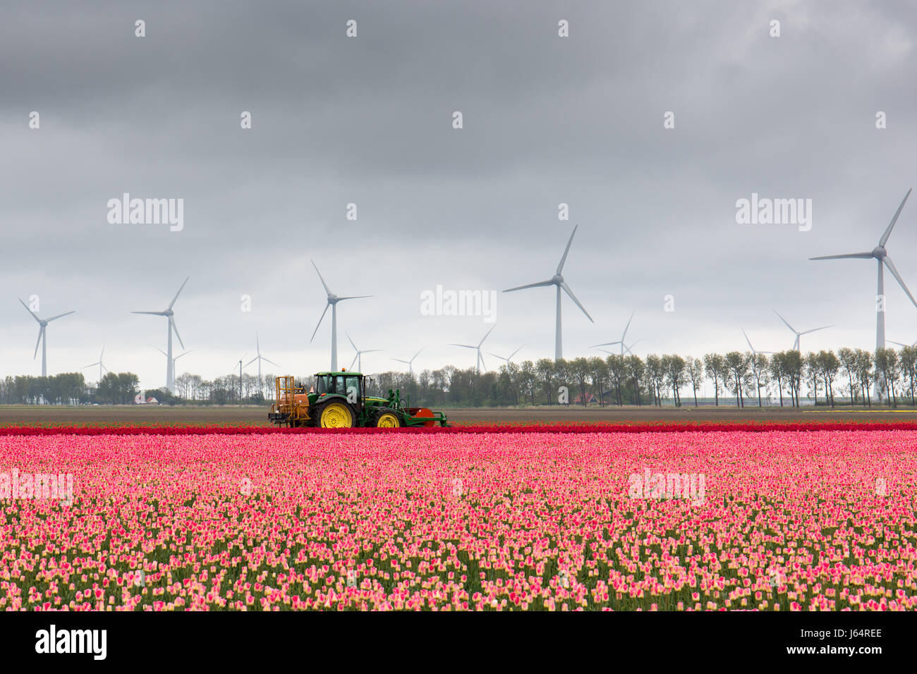 A tractor in a Dutch tulip field cutting down the tulips after the