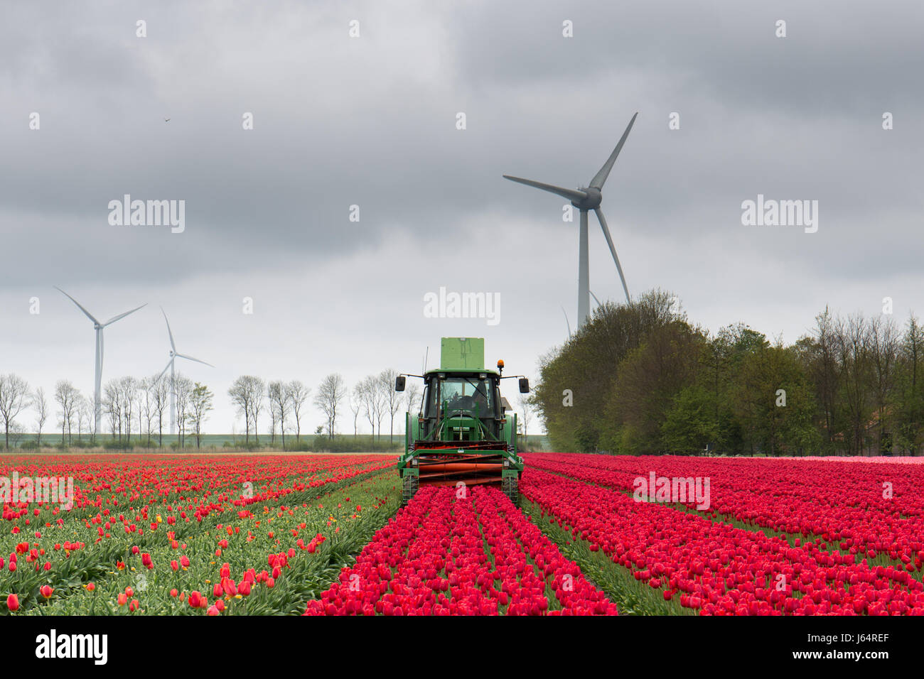 A tractor in a Dutch tulip field cutting down the tulips after the