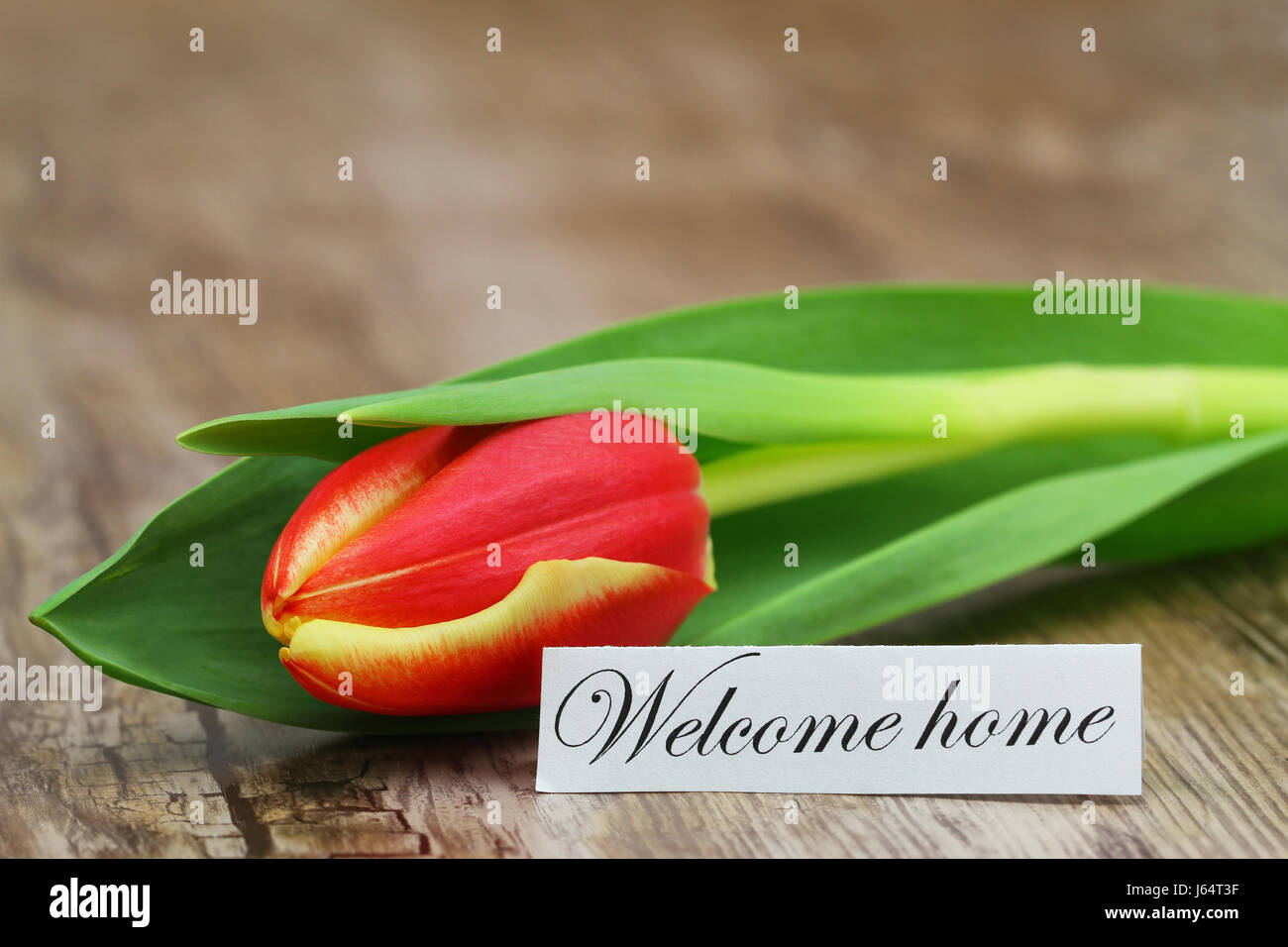 Welcome home card with one red and yellow tulip Stock Photo