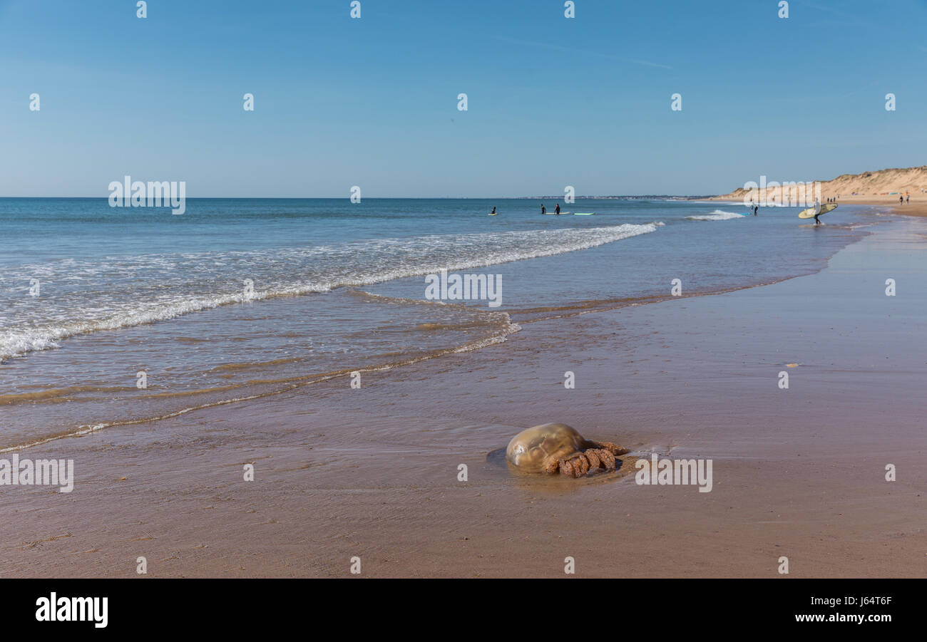 Brown Jellyfish stranded on the beach of Olonne sur mer in France Stock Photo