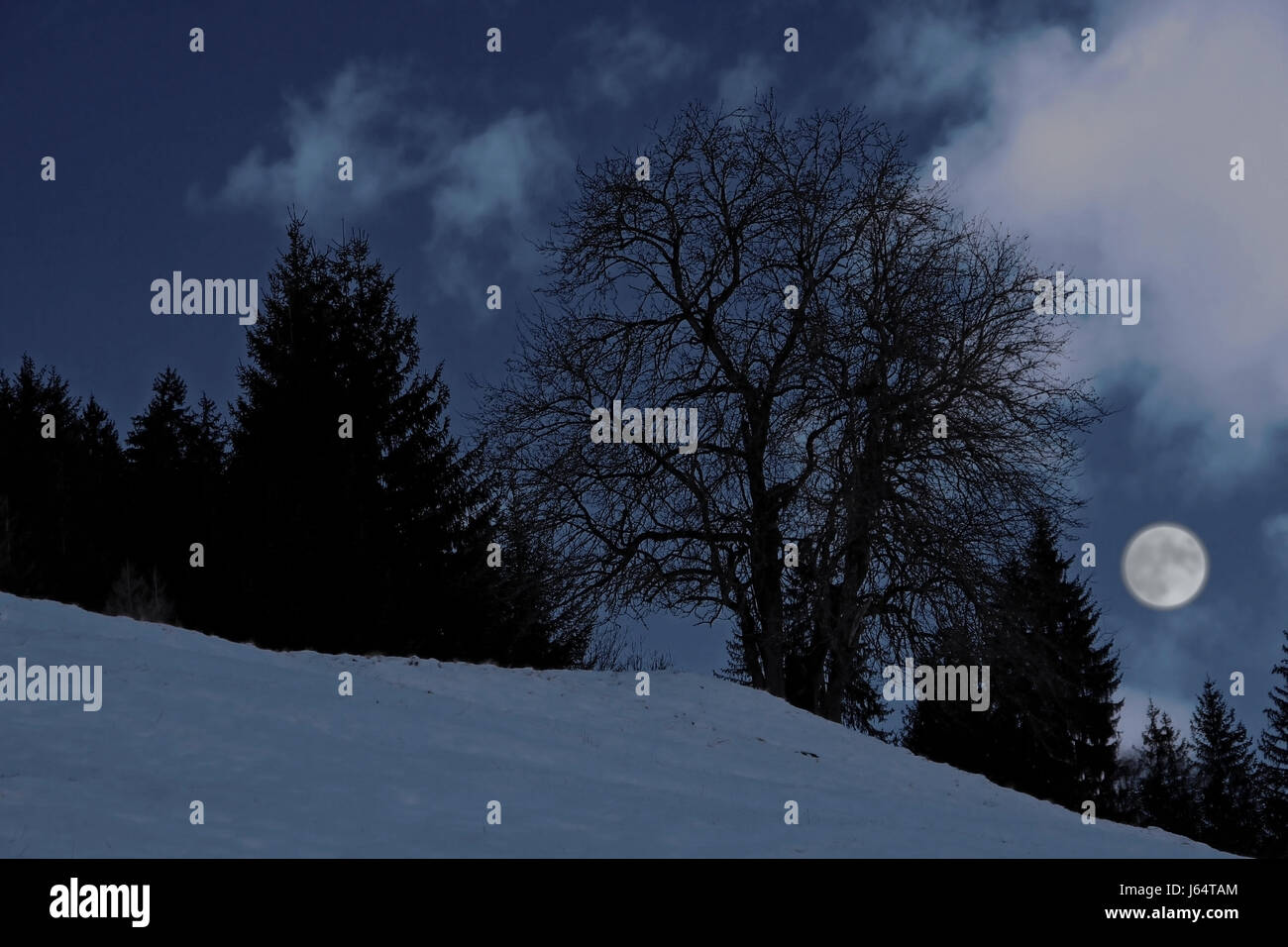 winter landscape in the moonlight Stock Photo