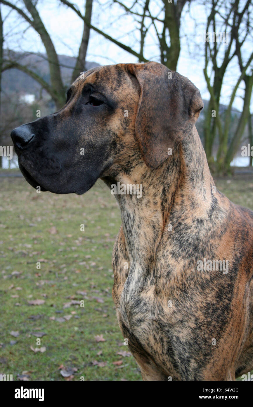 dog male dog pedigree dog mastiff pet devoted dog dogs faithful