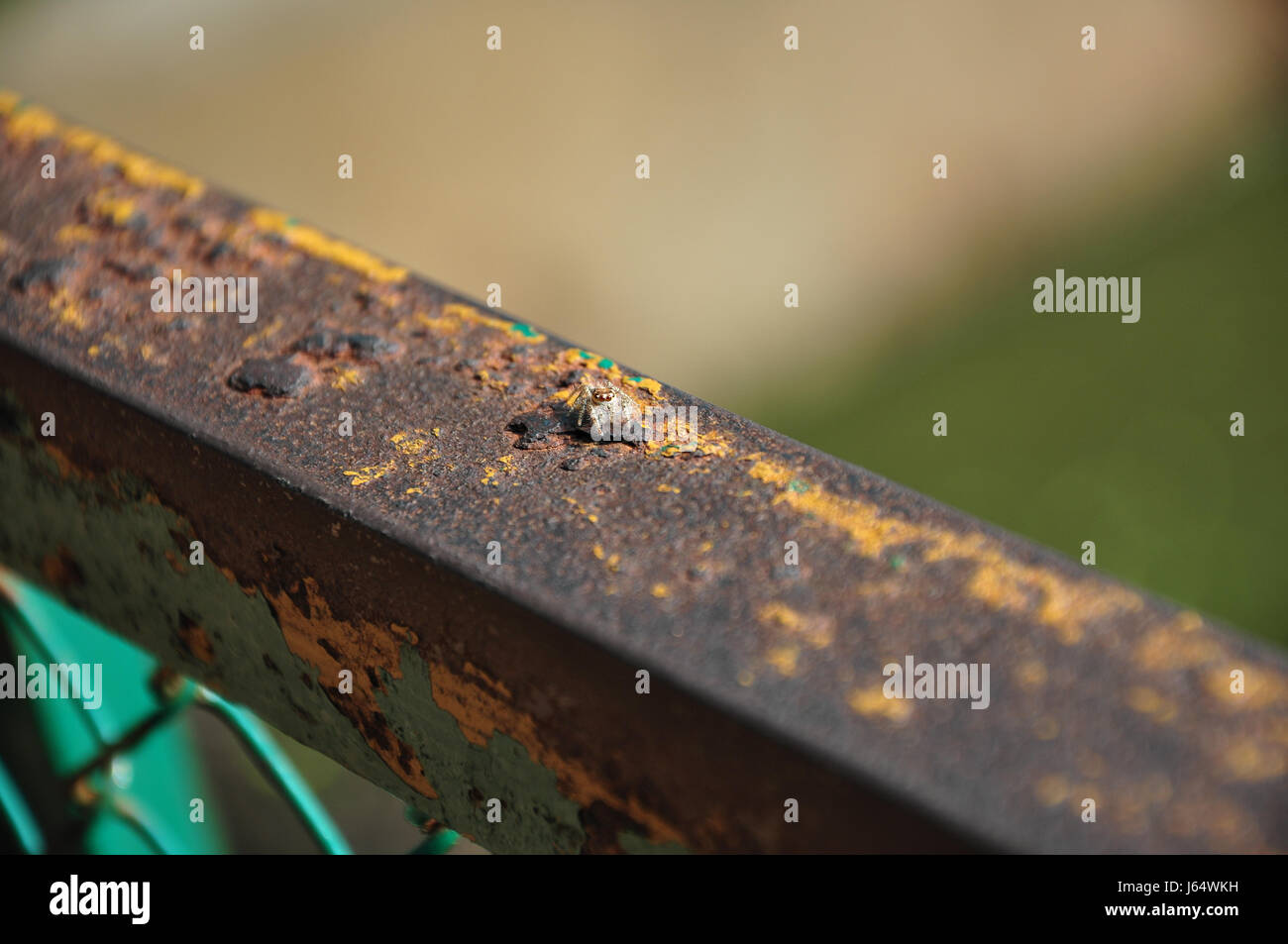 Spider on railing hi-res stock photography and images - Alamy
