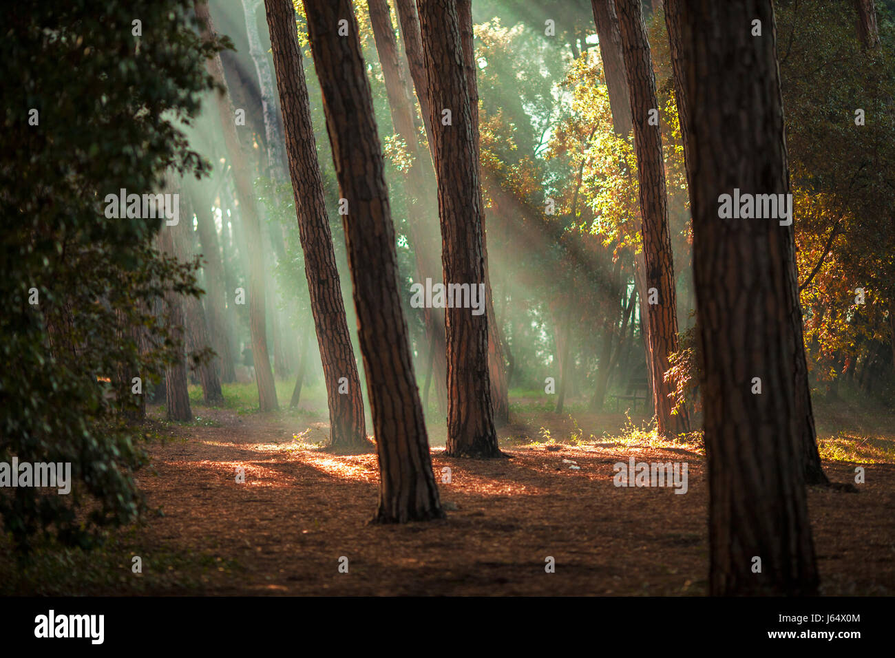 Picture of a pine wood with golden light creating a beautiful calm feeling. Stock Photo