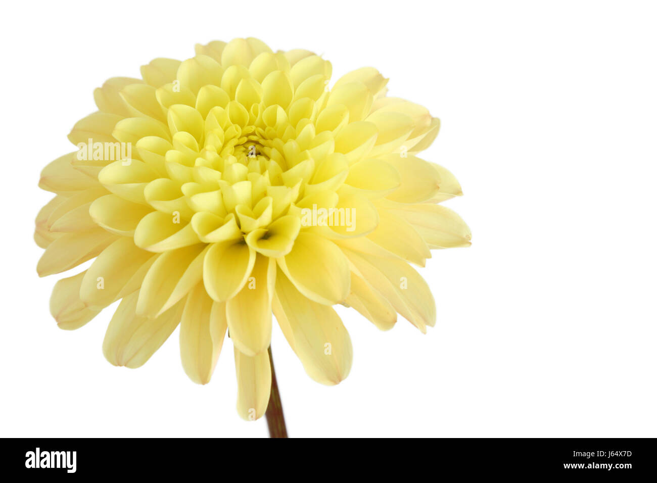 isolated flower plant bloom blossom flourish flourishing dahlia decoration Stock Photo