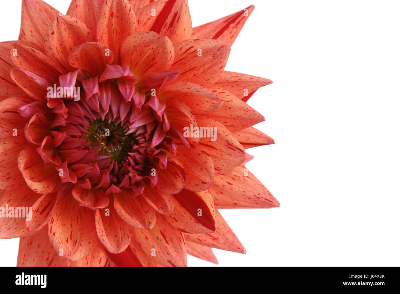 orange isolated flower plant bloom blossom flourish flourishing dahlia bicolour Stock Photo