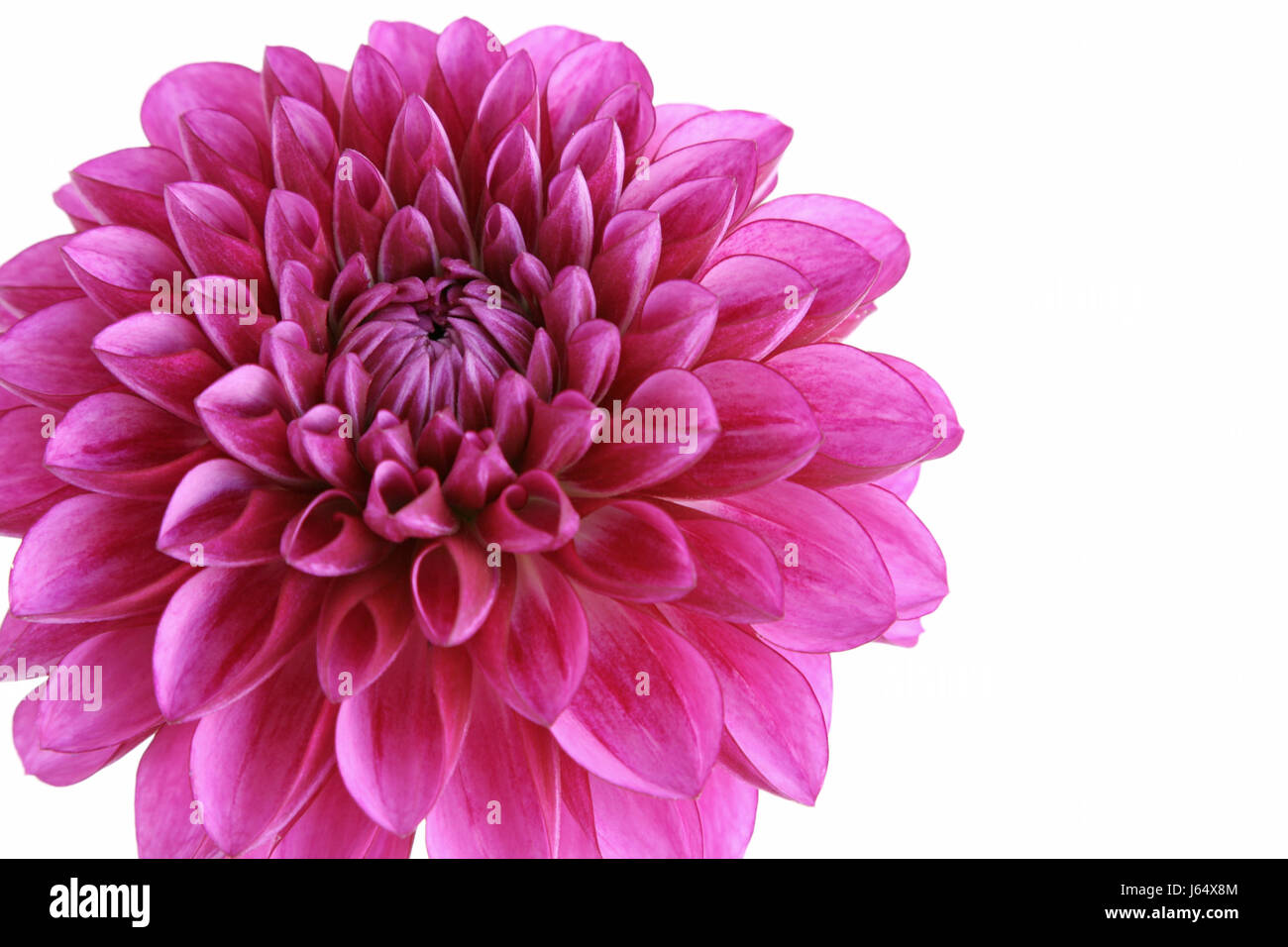 macro close-up macro admission close up view isolated flower plant dahlia pink Stock Photo