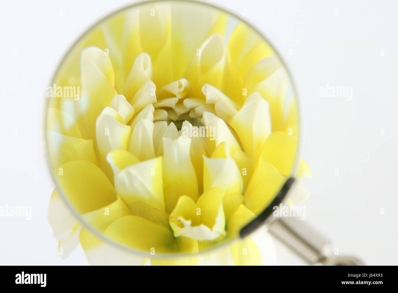 flower plant dahlia magnifier bicolour pale bright pure white snow white yellow Stock Photo