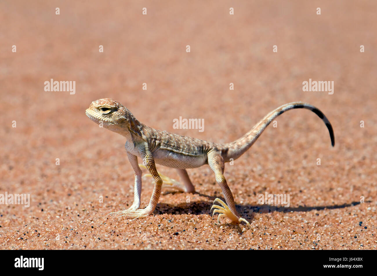 Desert lizard saudi hi-res stock photography and images - Alamy