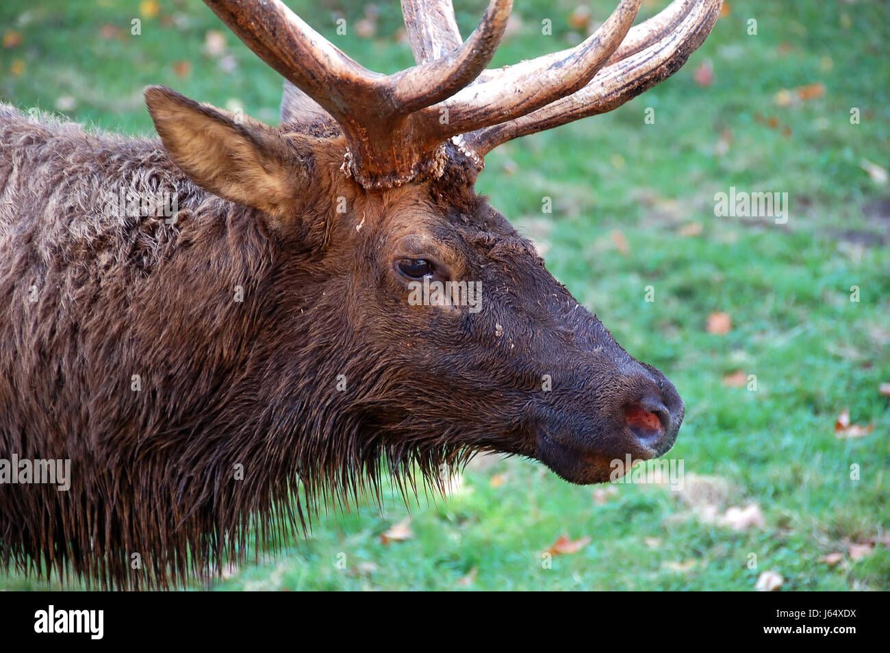 animal bull wildlife elk head tree park animal mammal male masculine