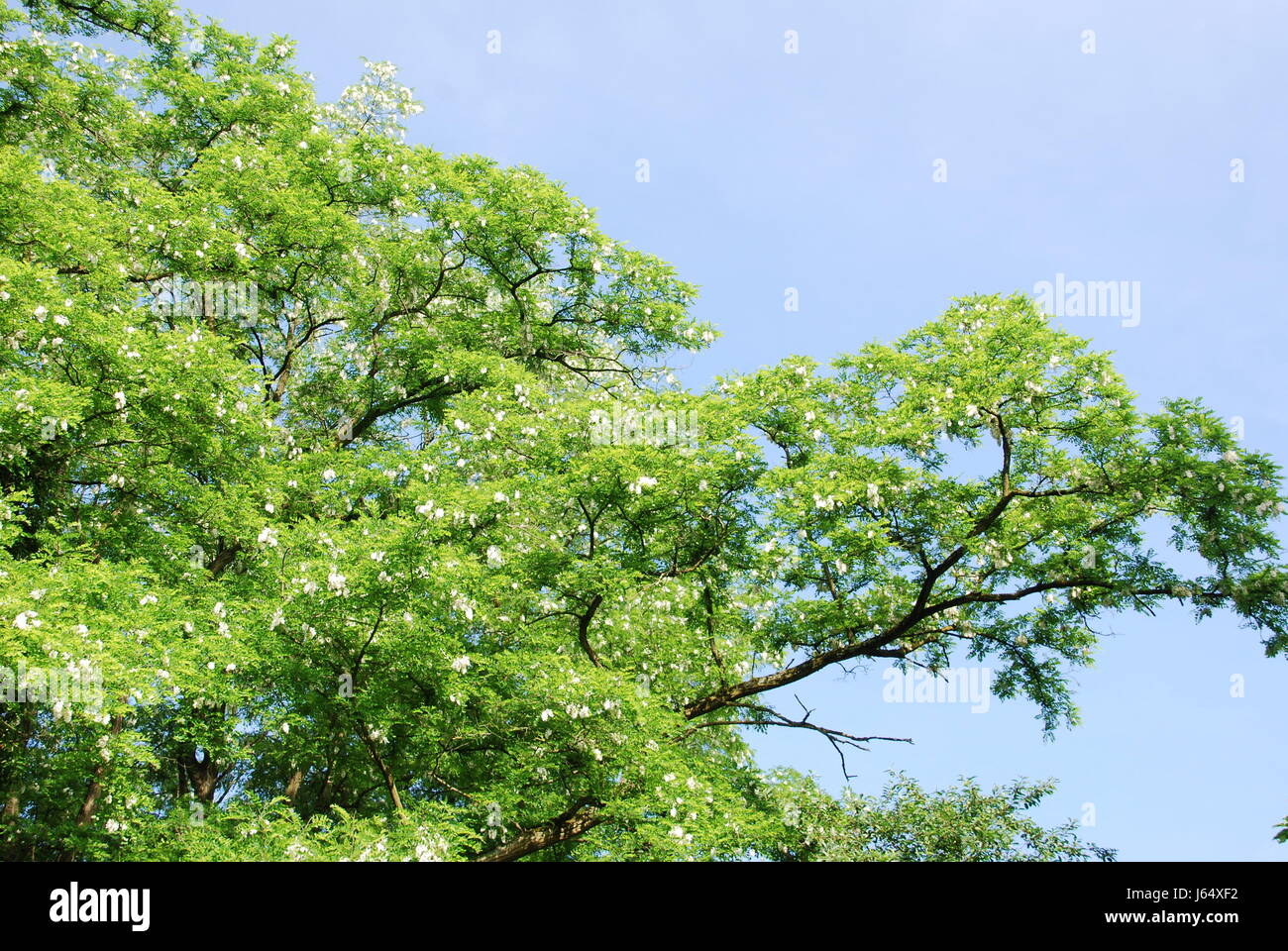 tree blossoms branches bleed acacia locust tree tree trees plant green