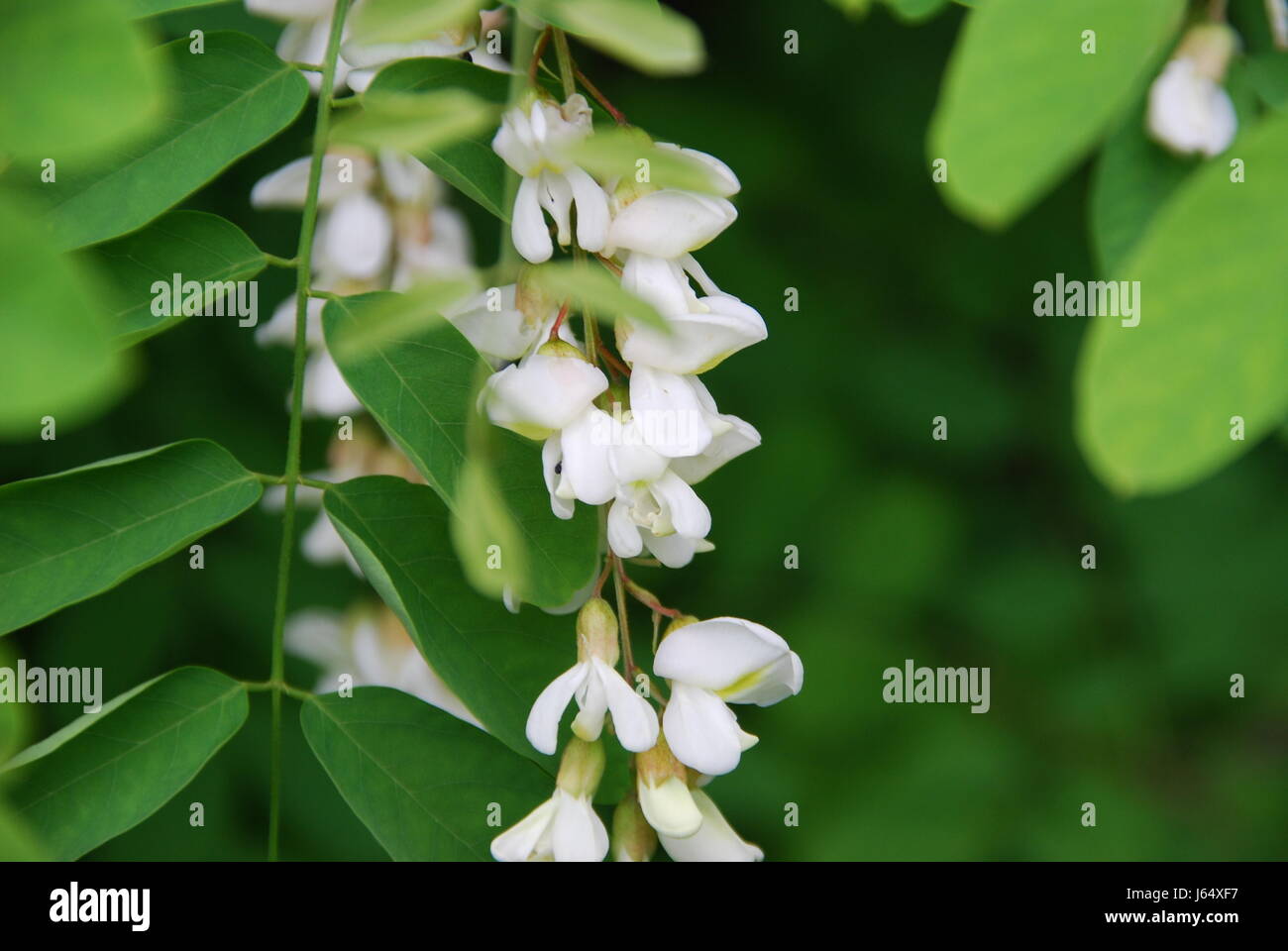 tree blossoms branches bleed acacia locust tree tree trees plant green