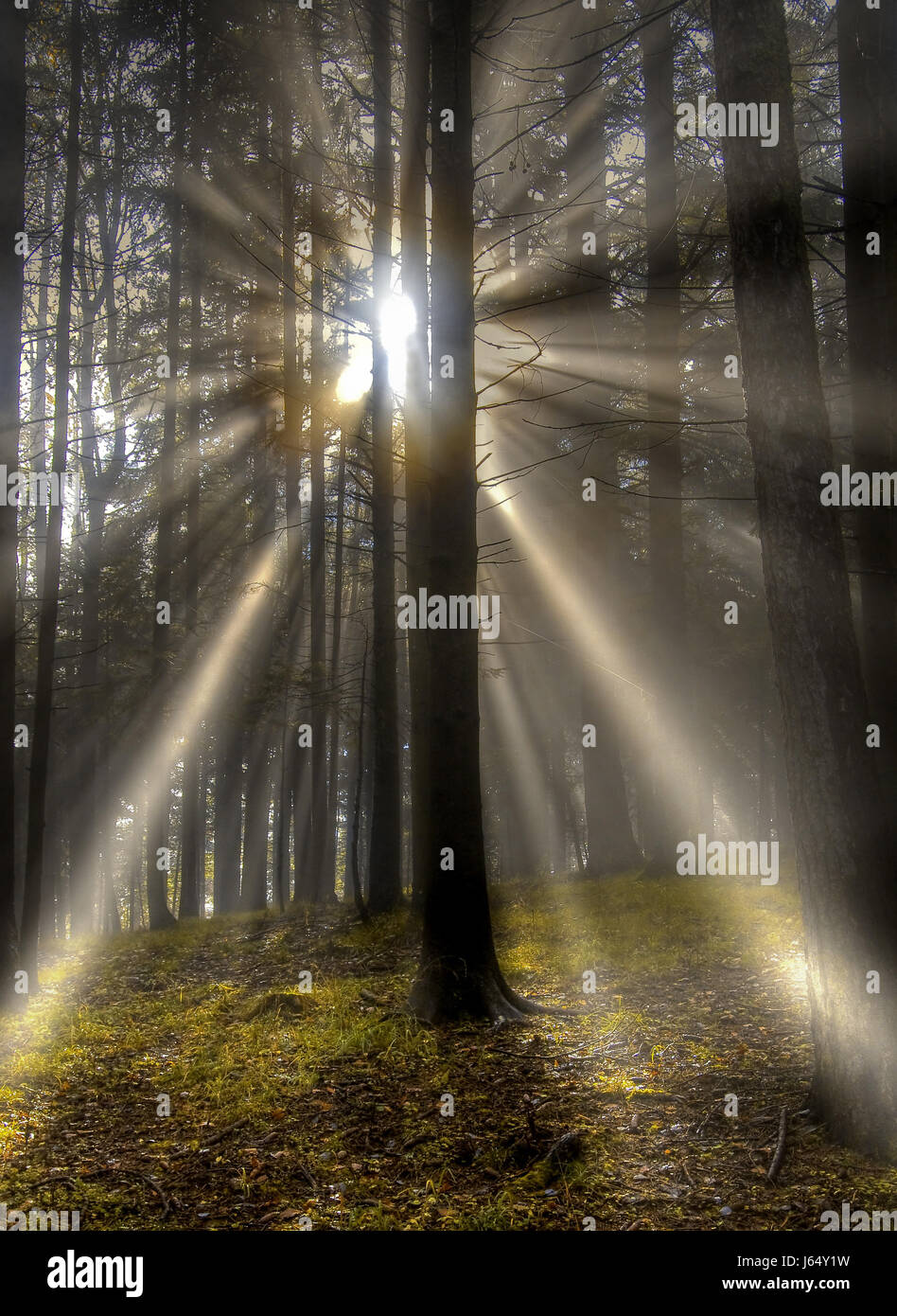 Tree Shine shine shines bright lucent light serene luminous tree trees fog sunbeam ...