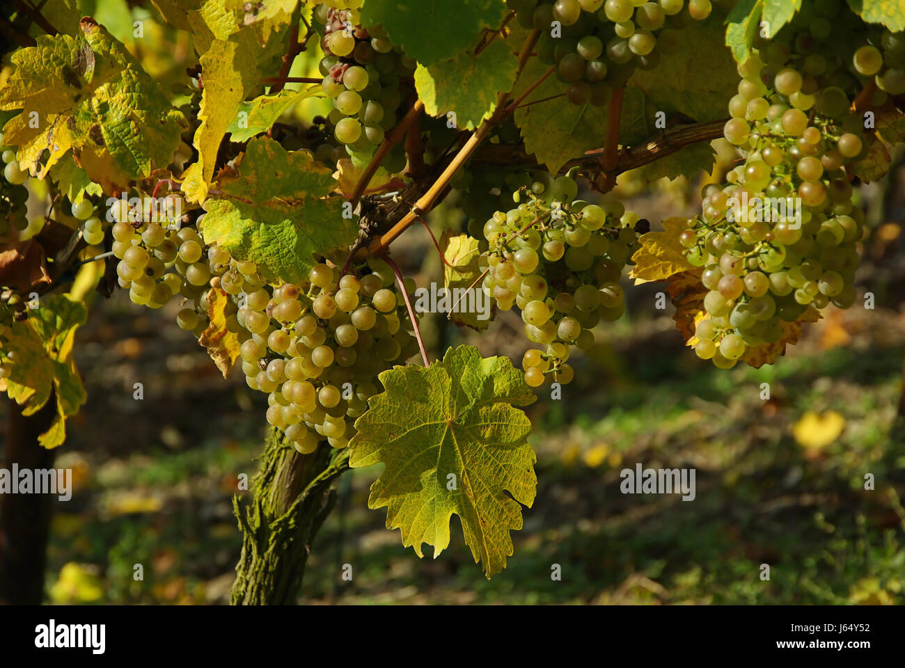 ripe berry grape vine grape vine grape-vine hoarfrost green summer ...