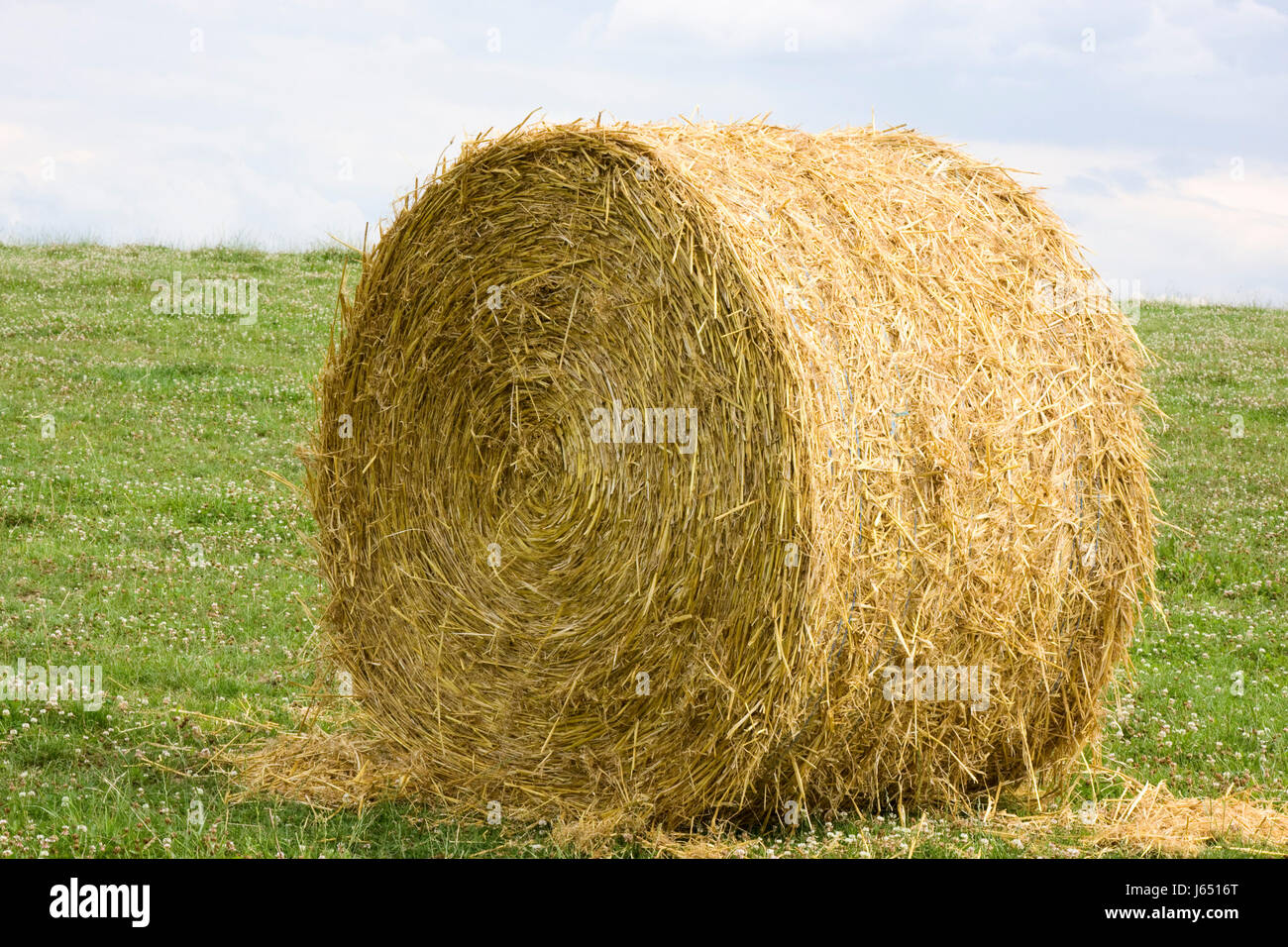 field raw material straw ball straw growing again meadow agrarian