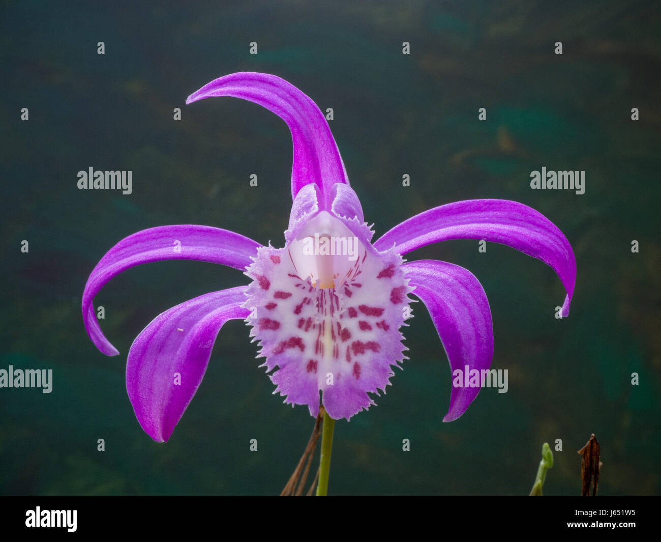 Close up of the flower of Pleione x barbarae Stock Photo