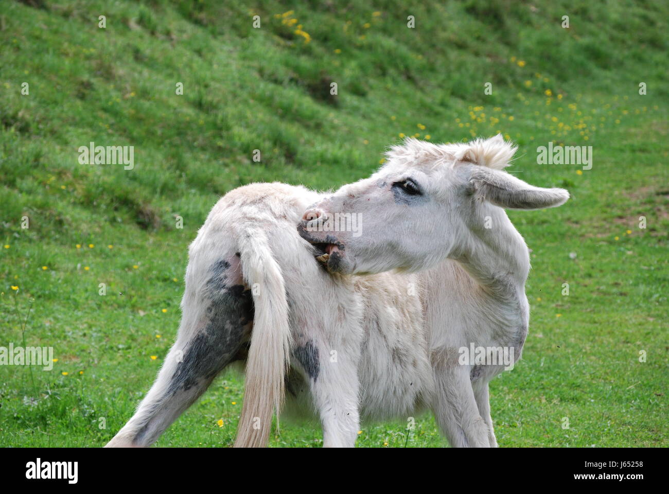 purify scrape furbish donkey personal care itch blank european caucasian purify Stock Photo
