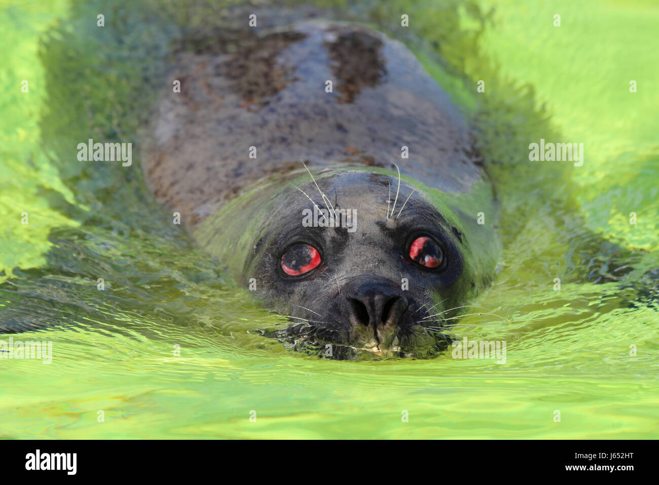 Harbour Seal Phoca vitulina With Eye Injury Stock Photo