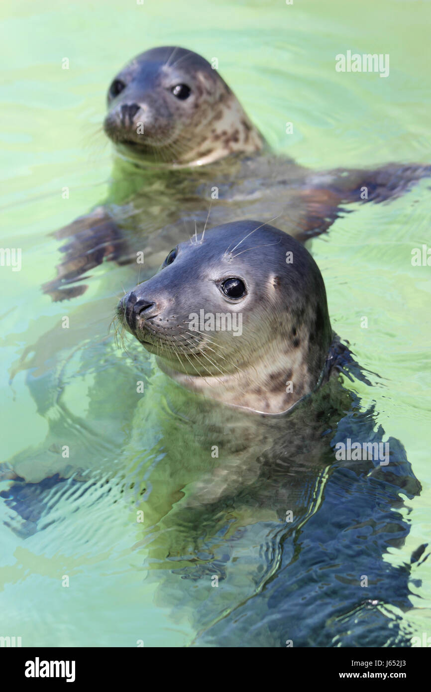 Rescued Grey Seal Pups Stock Photo