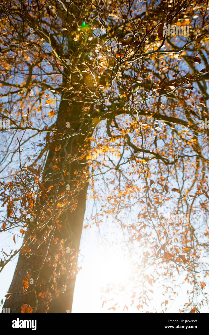 Brightly coloured dead and dry leaves on a tree in autumn sunshine. Stock Photo