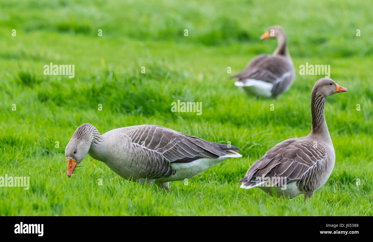 Some Greylag Geese (Anser anser) on grass in a field in Spring in West Sussex, UK. Stock Photo