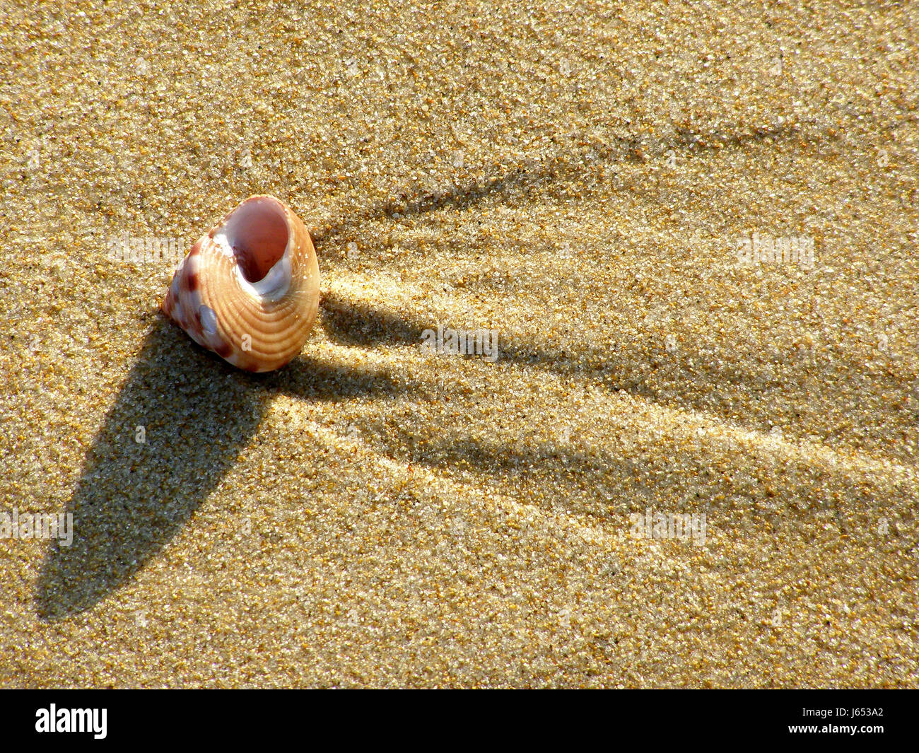 shell sense radio silence quietness silence loneliness salt water sea ...