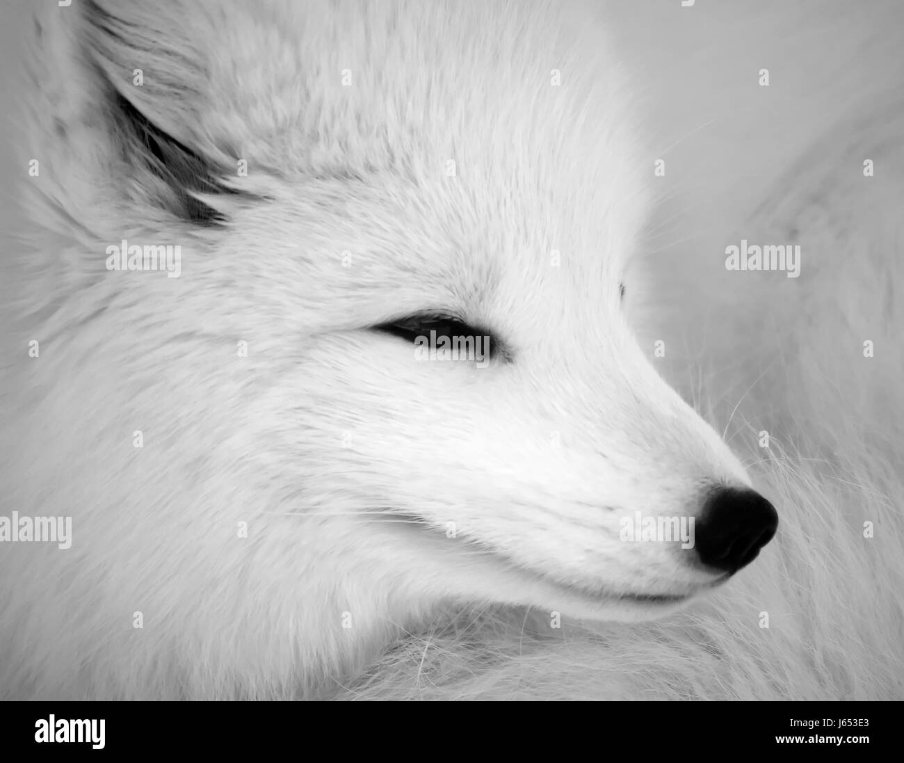Arctic Fox Black and White Stock Photos & Images Alamy