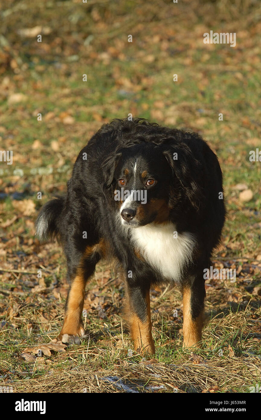 dog race animal pet brown brownish brunette animals shine shines bright lucent Stock Photo