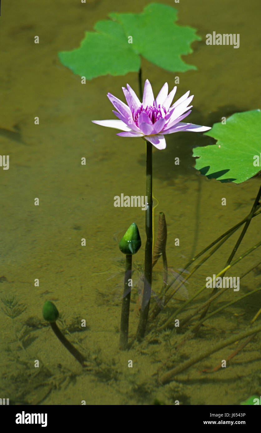 Purple water lilies japan hires stock photography and images Alamy
