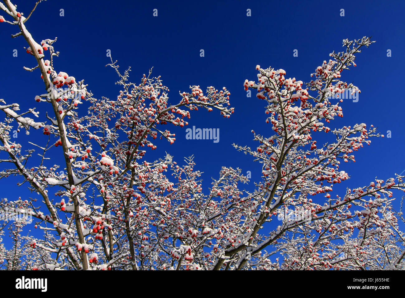 blue branches shrub berries firmament sky red blue colour plant winter coloured Stock Photo