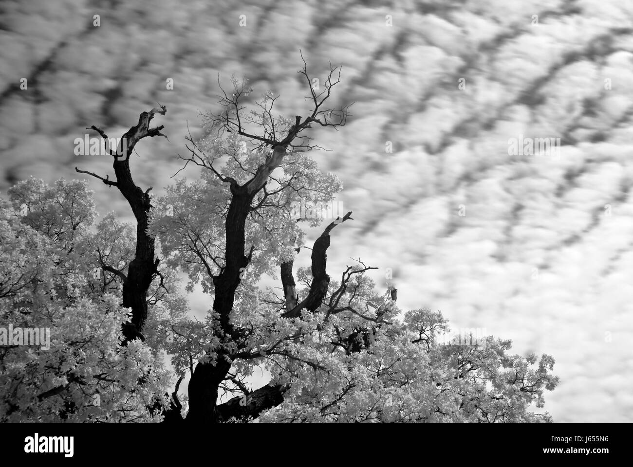 tree oak branch infrared tree bw oak branch infrared sick ill kalte eiche Stock Photo