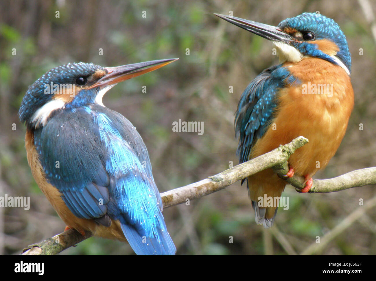 kingfisher kingfishers sexes male female kingfisher kingfishers sexes