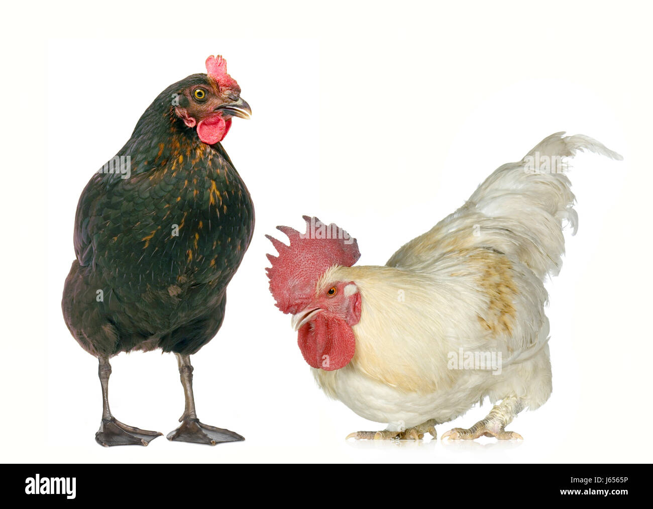 Total 74+ imagen chicken with shoes Abzlocal.mx