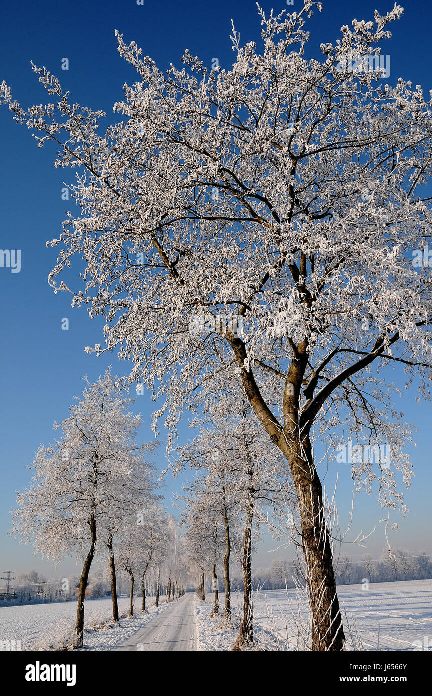 tree trees winter path way nature blue tree trees winter cold snowy ...