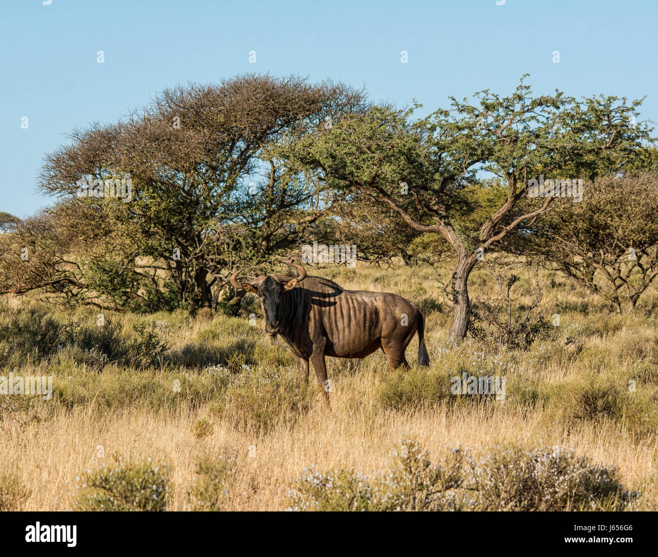 Wildebe Blue Wildebeest in Southern African savanna Stock Photo - Alamy