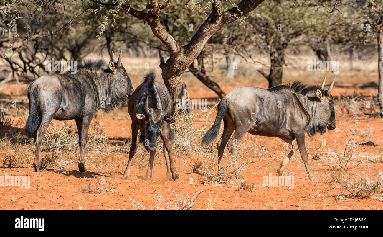 Wildebe Blue Wildebeest in Southern African savanna Stock Photo - Alamy