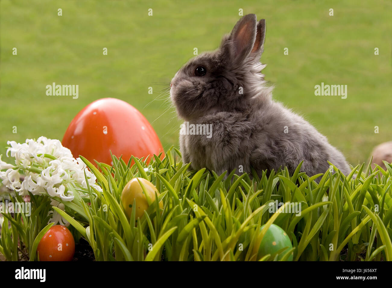rabbit hiding the easter eggs Stock Photo Alamy